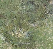 Vincent Van Gogh Clumps of Grass (nn04) oil painting picture wholesale
